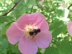 Eristalis obscura