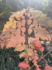 Koelreuteria paniculata