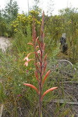 Watsonia fourcadei