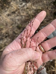 Cycloloma atriplicifolium