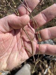 Cycloloma atriplicifolium