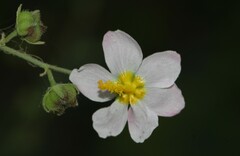 Kosteletzkya depressa