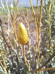 Syncarpha staehelina