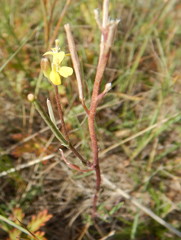 Erysimum inconspicuum