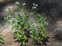 Nemesia rupicola