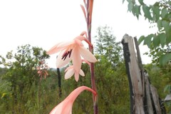 Watsonia fourcadei