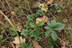 Potentilla thuringiaca