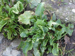 Beta vulgaris