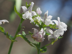 Nemesia rupicola
