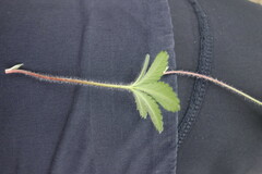 Potentilla thuringiaca