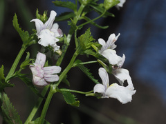 Nemesia rupicola