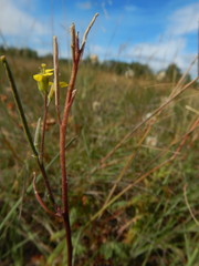 Erysimum inconspicuum