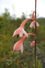 Watsonia fourcadei