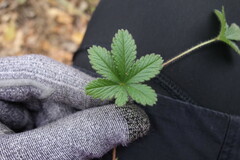 Potentilla thuringiaca