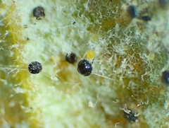 Phyllactinia guttata