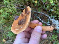 Lactarius aurantiacus