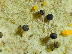 Phyllactinia guttata