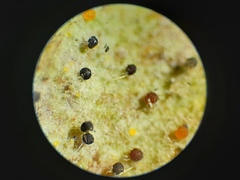 Phyllactinia guttata