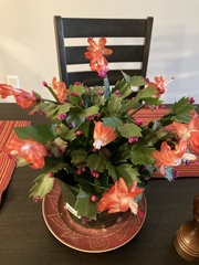 Schlumbergera