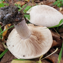 Lepista personata