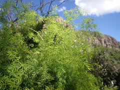 Asparagus ramosissimus