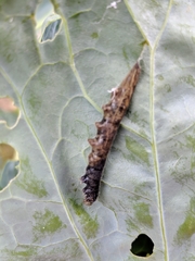 Evergestis rimosalis