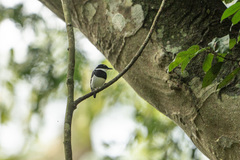 Platysteira castanea
