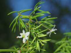 Asparagus ramosissimus