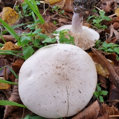 Lepista personata