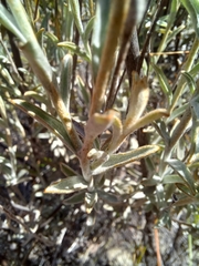 Syncarpha staehelina