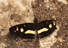 Castilia angusta