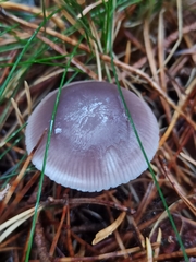 Mycena pura