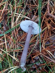 Mycena pura