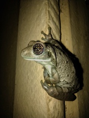 Trachycephalus typhonius