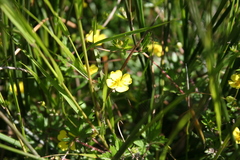 Potentilla erecta erecta