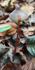 Mycena crocata