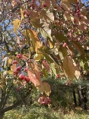 Euonymus atropurpureus
