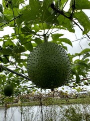 Momordica cochinchinensis