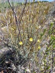 Syncarpha staehelina