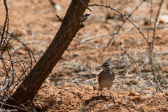 Cercotrichas leucophrys