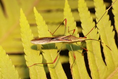Stenocoris