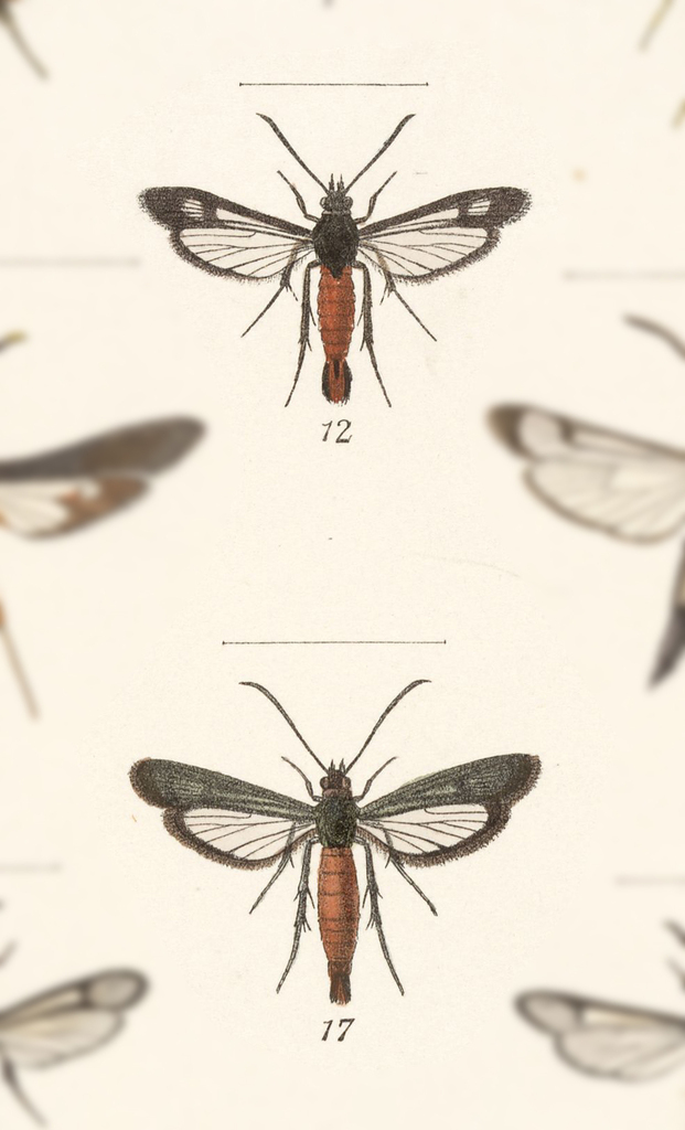 Pecan Bark Borer