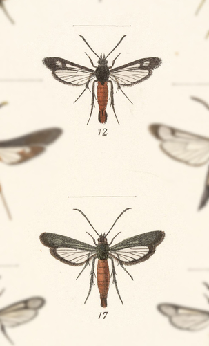 Pecan Bark Borer