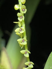 Stelis striolata