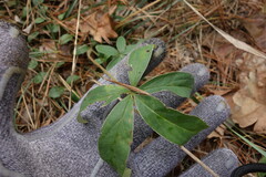 Potentilla alba