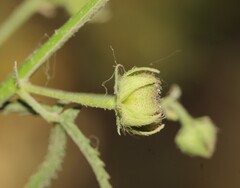 Kosteletzkya depressa