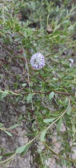 Globularia alypum