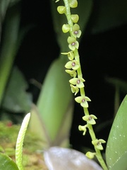 Stelis striolata