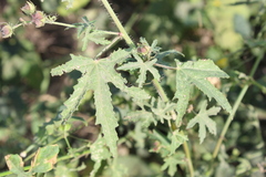 Kosteletzkya depressa