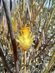 Syncarpha staehelina